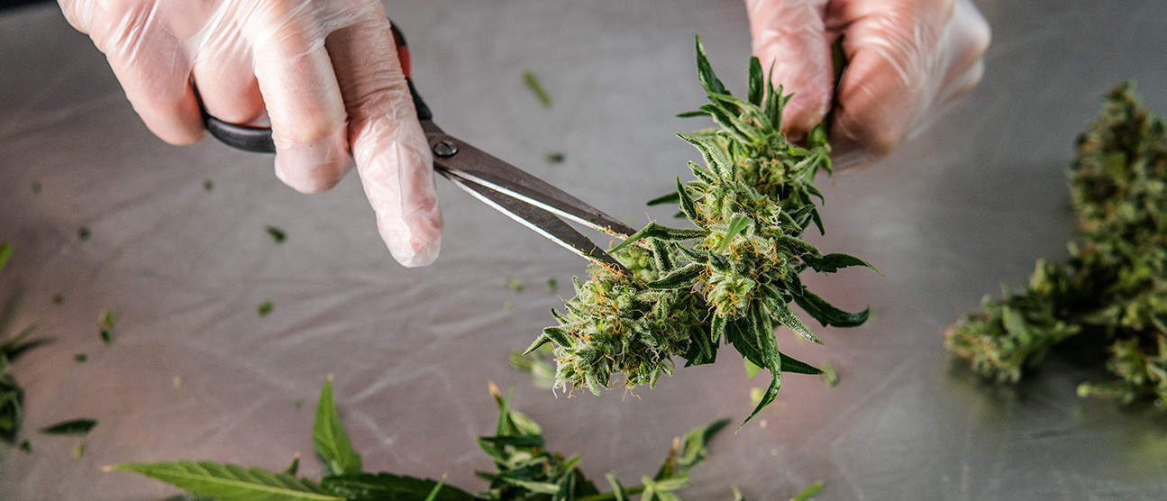 Top 5 Private Label Cannabis Companies in the US
