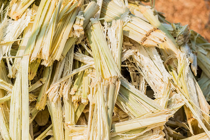 sugarcane bagasse